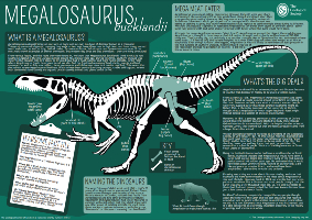 Megalosaurus Poster Key Stage 3
